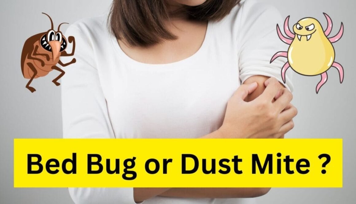 body itch causes bed bug or dust mite